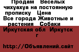 Продам.  Веселых чихуахуа на постоянную прописку › Цена ­ 8 000 - Все города Животные и растения » Собаки   . Иркутская обл.,Иркутск г.